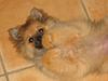 Zwergspitz Foto: Kleinspitzdame Emily (ID 18554) Zwergspitz Hund