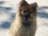 Zwergspitz Foto: Kleinspitzdame Emily (ID 18555) Zwergspitz Hund