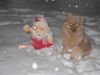 Zwergspitz Foto: Advent Advent...1 Lichtlein brennt.. (ID 27049) Zwergspitz Hund