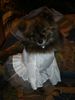 Zwergspitz Foto: Meine kleine Braut,aber nur kurz, zu Karneval (ID 20071) Zwergspitz Hund