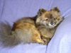 Zwergspitz Foto: Ally immer hell wach (ID 20072) Zwergspitz Hund