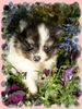 Zwergspitz Foto: Kleinspitzwelpe Nero schwarz/weiss gescheckt (ID 11804) Zwergspitz Hund
