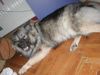 Zwergspitz Foto: Shakira liegt auf der Lauer (ID 16742) Zwergspitz Hund