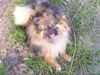 Zwergspitz Foto: snooky (ID 10977) Zwergspitz Hund