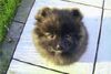 Zwergspitz Foto: Ich bin nicht dick ! (ID 20073) Zwergspitz Hund