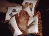 Zwergspitz Foto: Mein Zwergspitz Susie (ID 3686) Zwergspitz Hund
