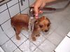 Zwergspitz Foto: Meine Susie beim Baden (ID 3688) Zwergspitz Hund