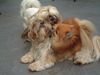 Zwergspitz Foto: Meine Susie mit ihrem Shih-Tzu Freund (ID 3690) Zwergspitz Hund