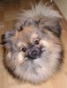Zwergspitz Foto: Fluppy (ID 16542) Zwergspitz Hund