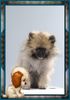 Zwergspitz Foto: Mein Zwergspitz AMADEUS von Paradise of Angels (ID 10951) Zwergspitz Hund
