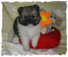 Zwergspitz Foto: Kleinspitzrüdenwelpe grau gescheckt Feivel (ID 28635) Zwergspitz Hund