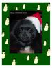 Zwergspitz Foto: Merry Christmas von Lucy (ID 17208) Zwergspitz Hund