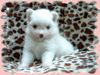 Zwergspitz Foto: Kleinspitzhündinwelpe Pearl von der Arnold`´s Eiche (ID 13677) Zwergspitz Hund
