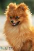 Zwergspitz Foto: Qianqian in China (ID 15988) Zwergspitz Hund