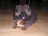 Zwergspitz Foto: Spiel mit mir! (ID 4567) Zwergspitz Hund