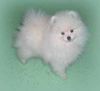 Zwergspitz Foto: Zuckerwatte (ID 19054) Zwergspitz Hund