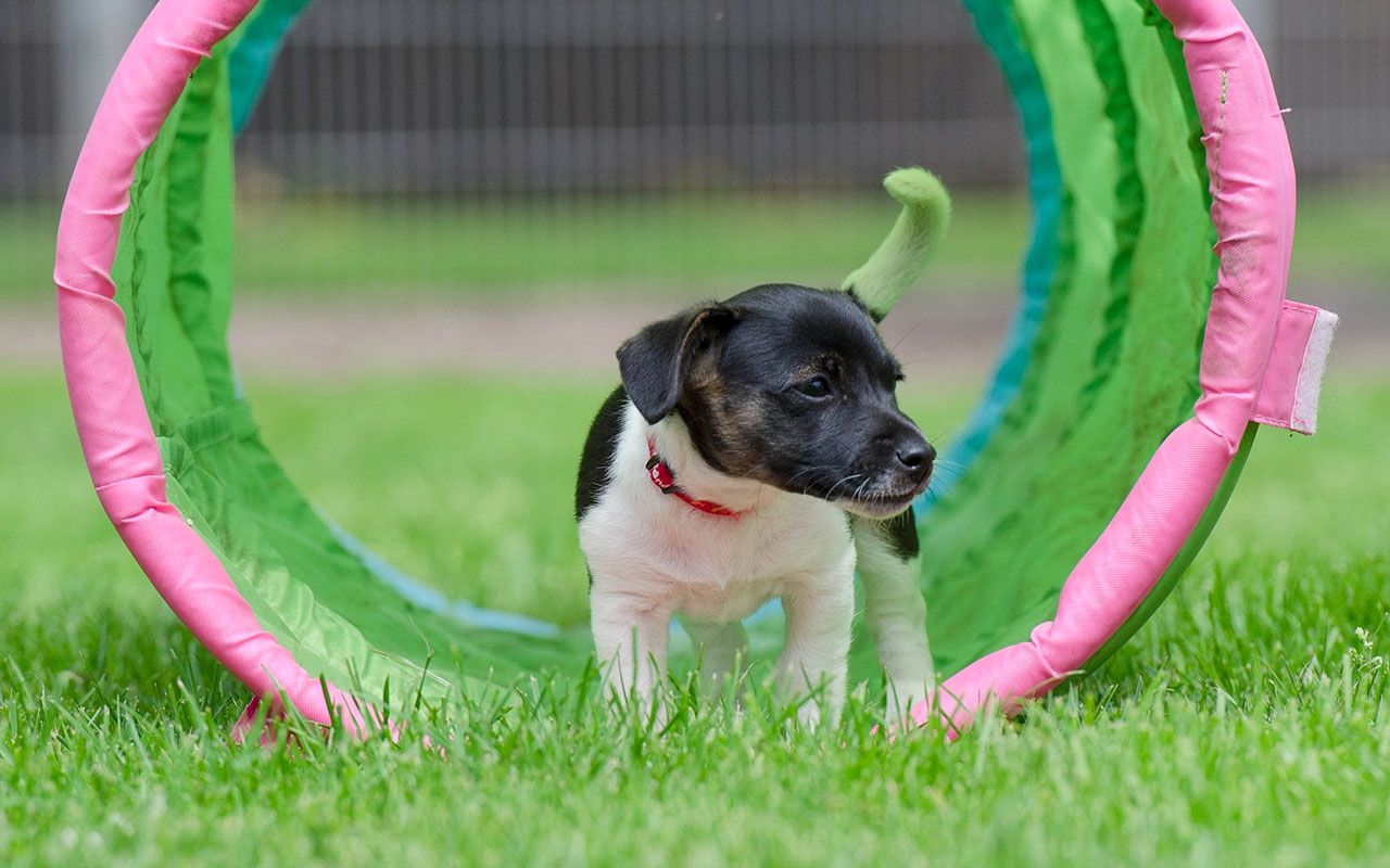 Agility Hund im Garten