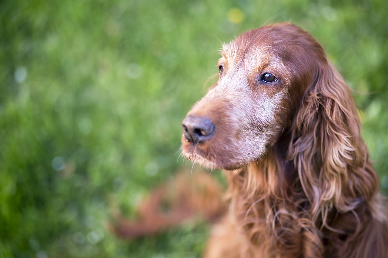 Alter Hund Seniorenhund