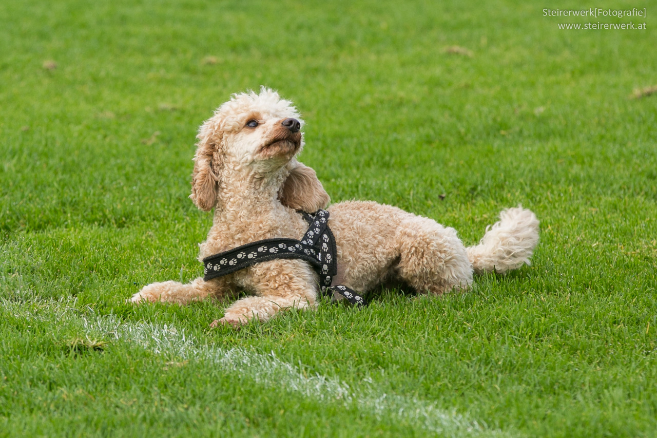 Hunde für Anfänger - Ideale Hunderassen für neue Hundehalter