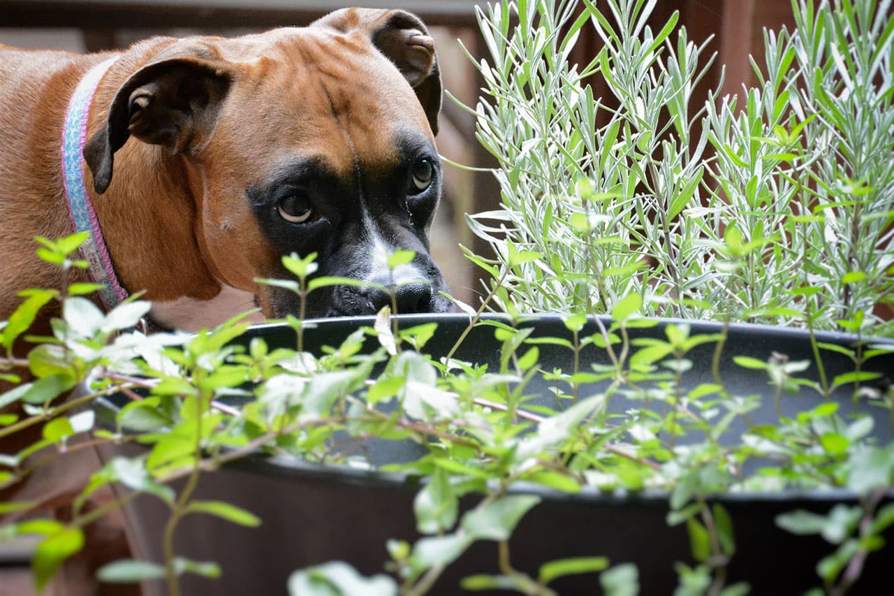 Aromatherapie beim Hund