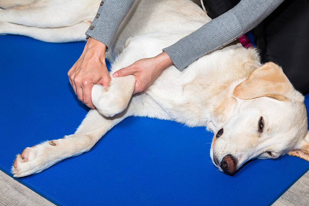Hund Physiotherapie bei Arthrose
