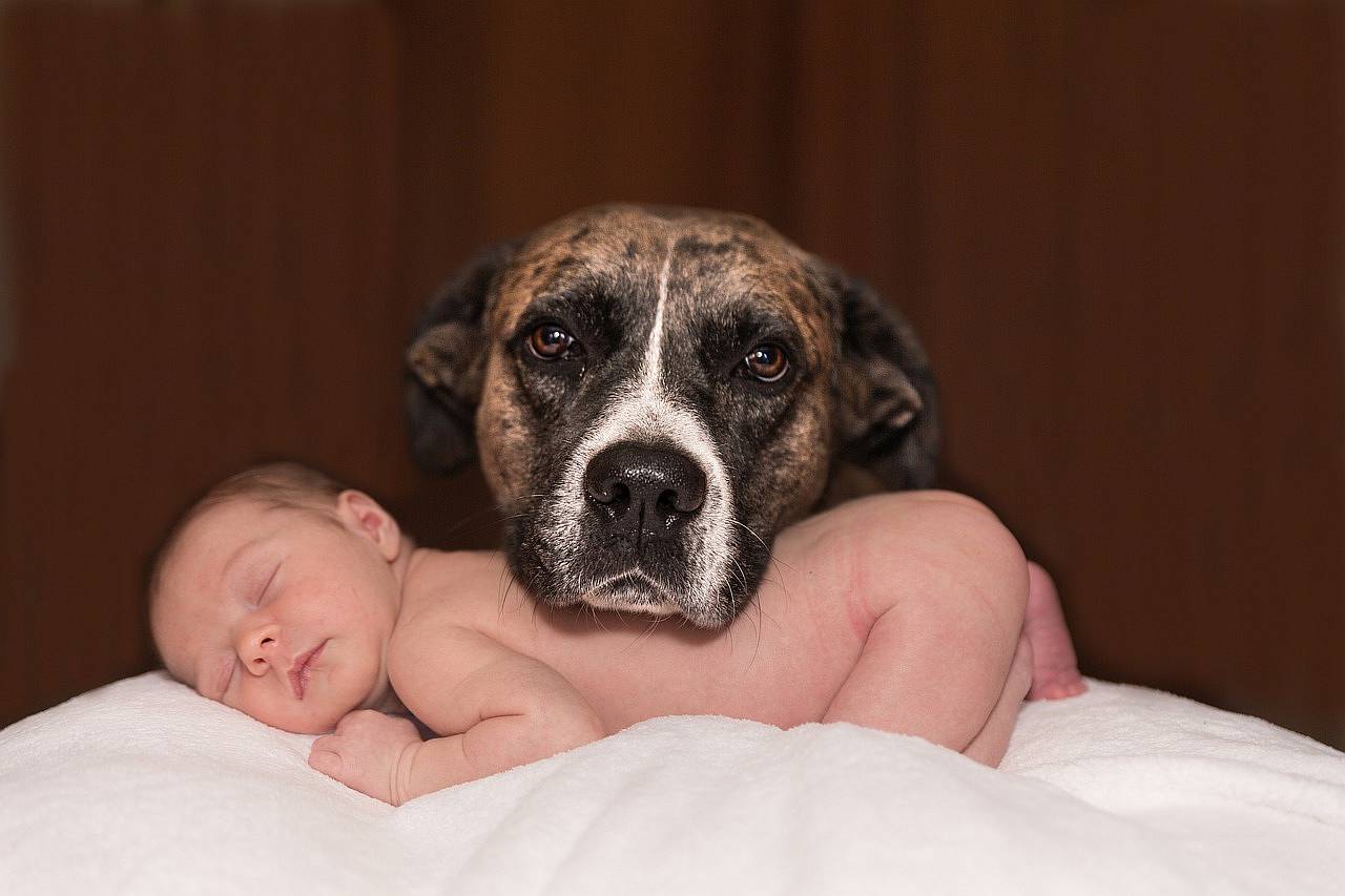 Baby und Hund