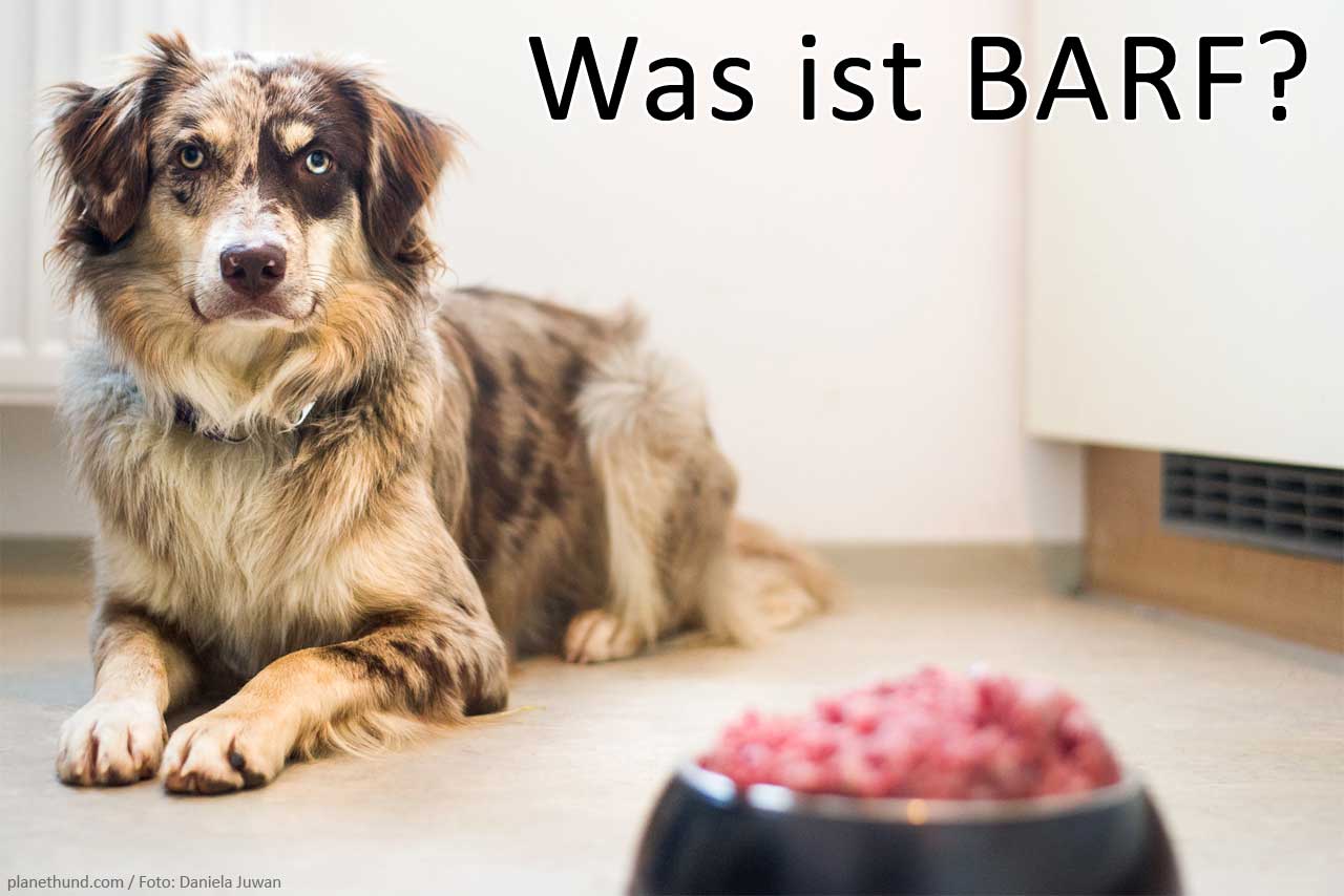 BARF Hunde Futter