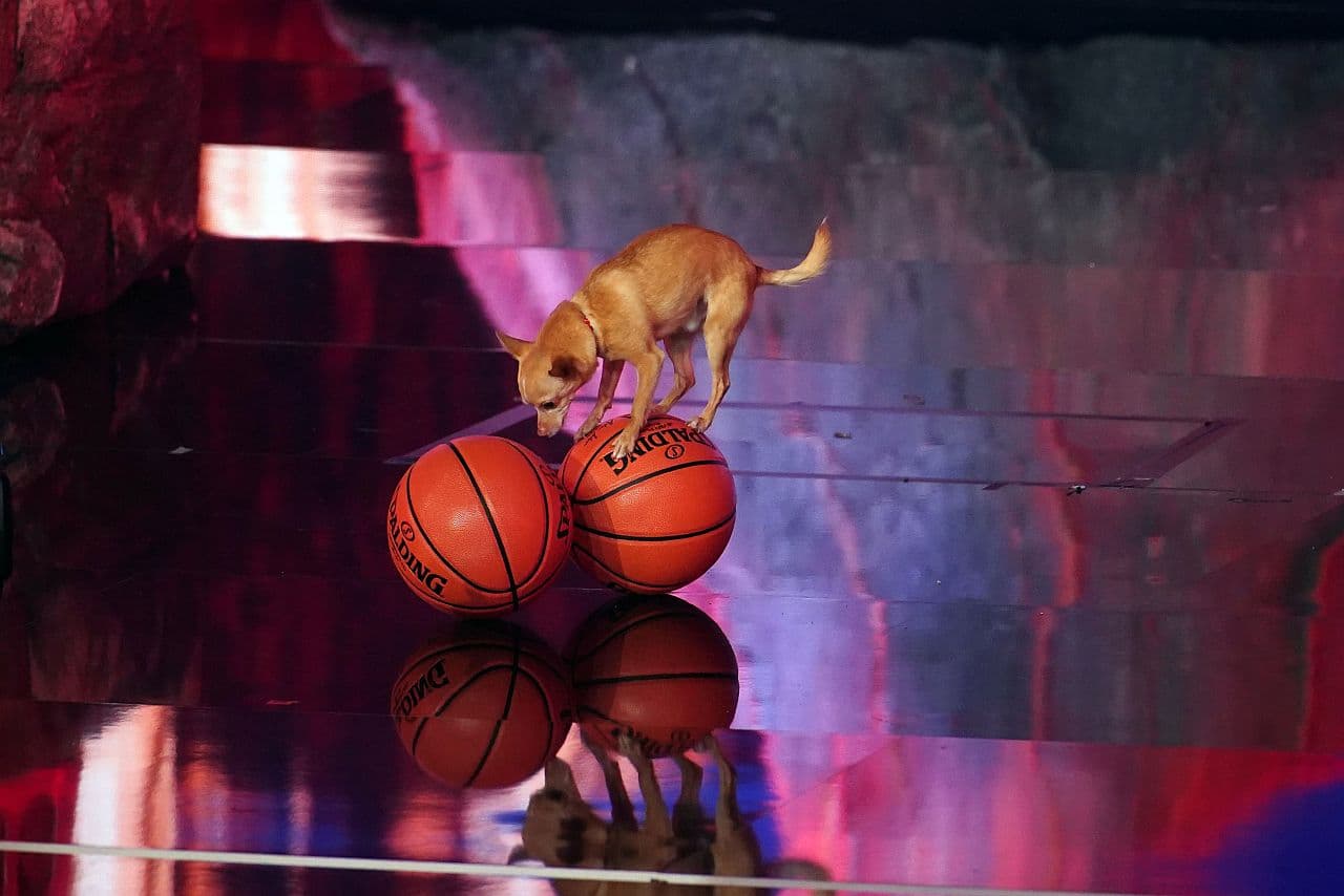 Chihuahua Percy balanciert auf einem Ball
