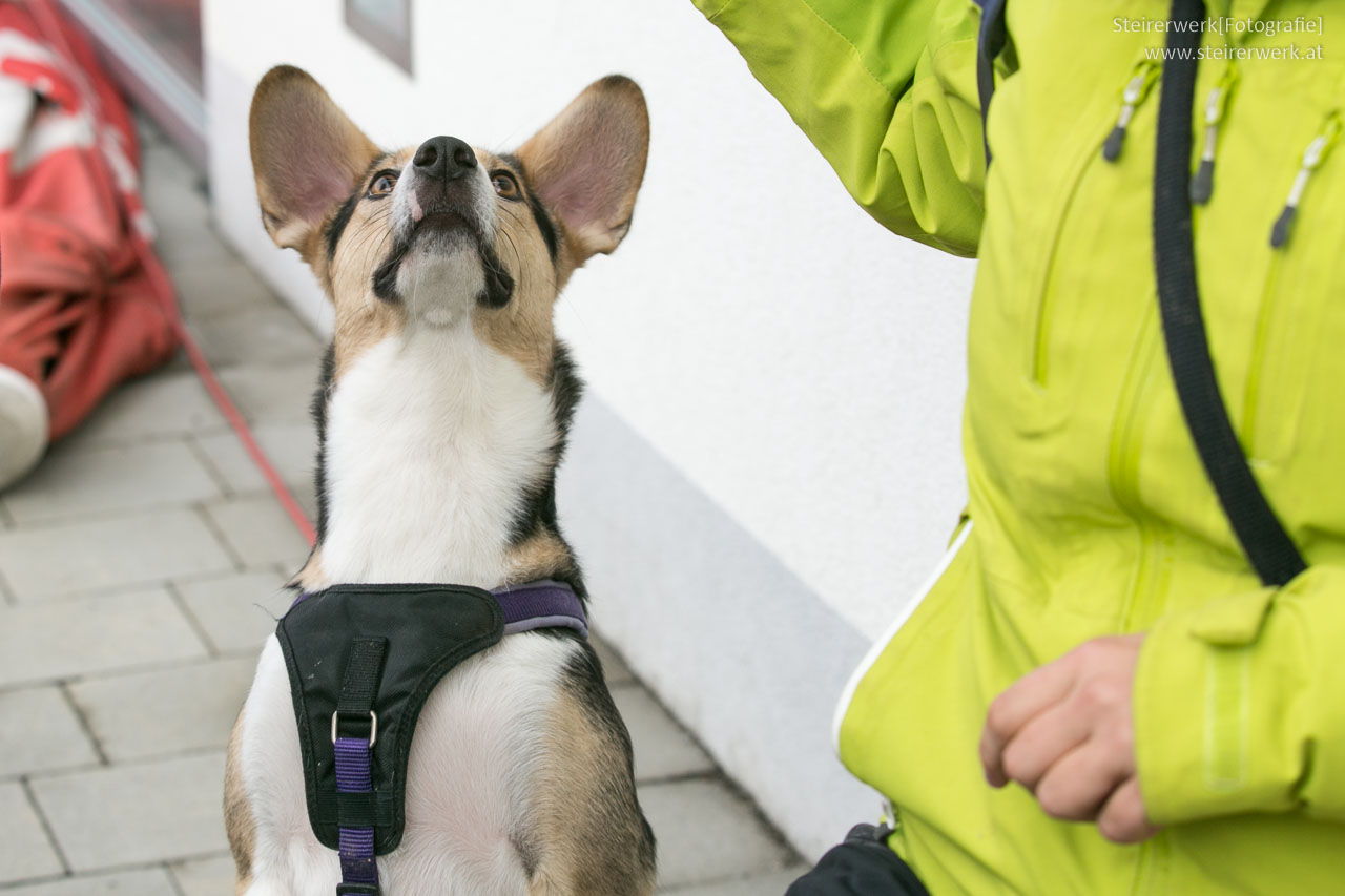 Clickertraining Hund