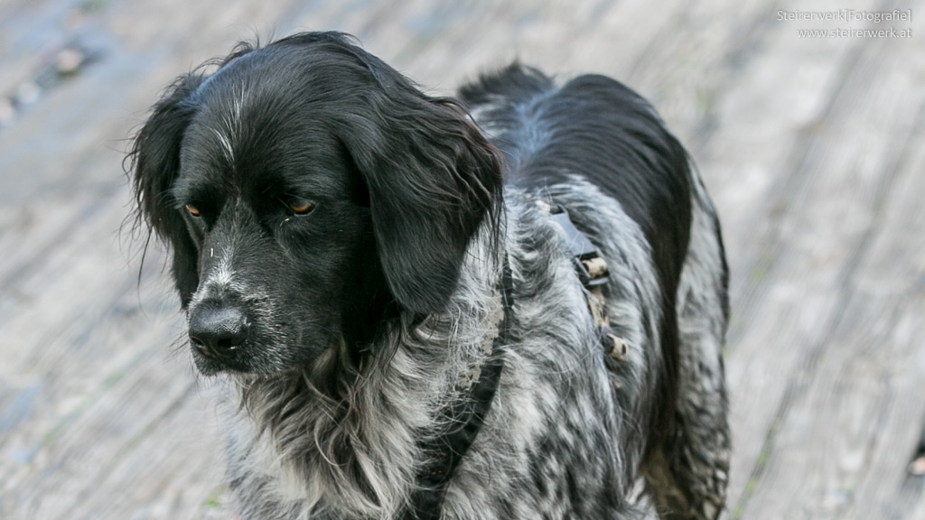 Wie als Hundehalter mit Demenz bei seinem Hund umgehen Demenz bei Tieren