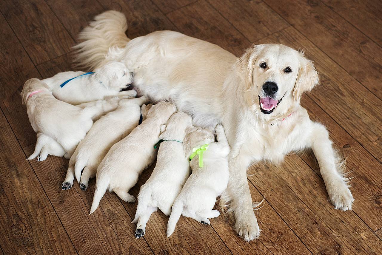 Demodex Milben Beim Hund Symptome Diagnose Behandlung