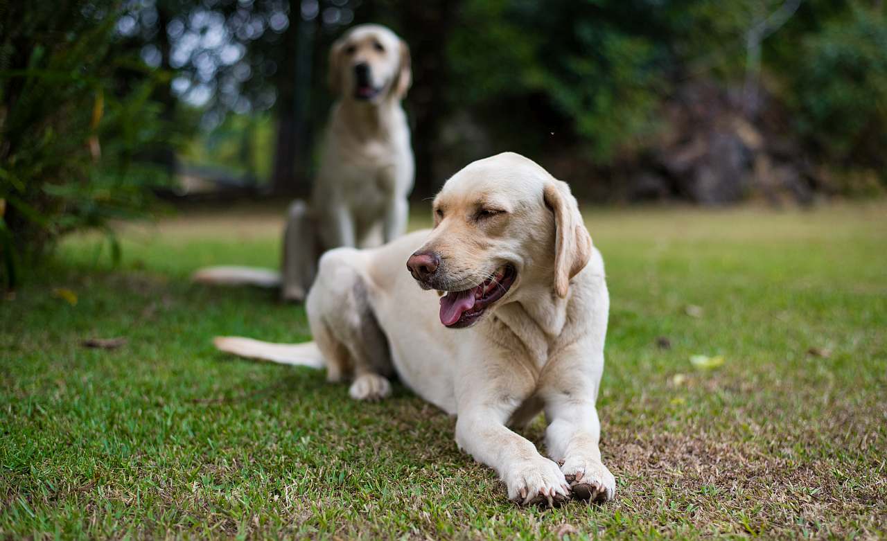 Deutschland Registrierungspflicht Hunde