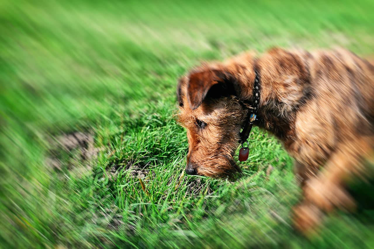 Giftköder Hund