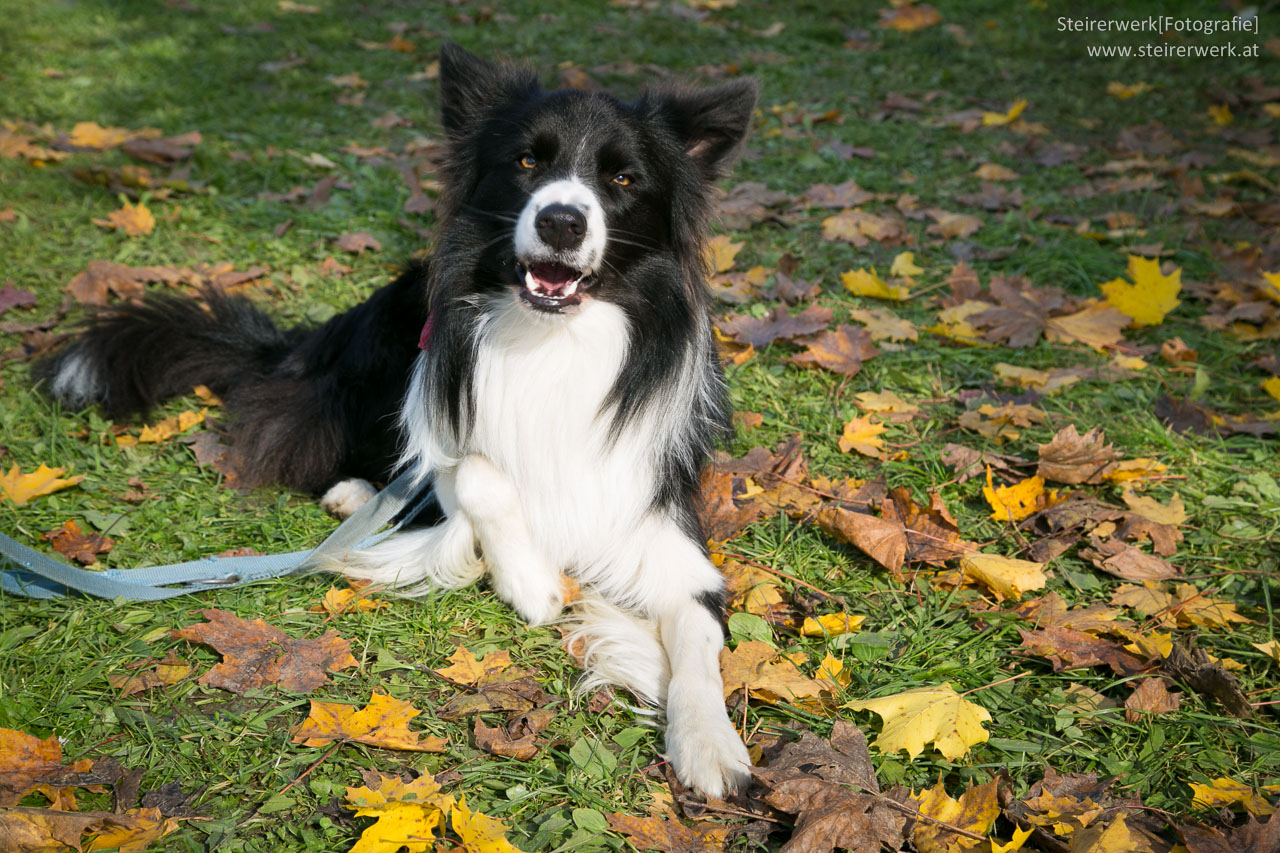 Glücklicher Hund: Was Hunde brauchen