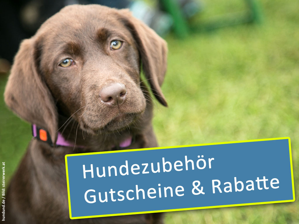 Geld sparen beim Hundezubehör online shoppen Online Shops Hundezubehör Gutscheine