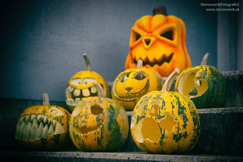 Halloween mit Hunden und Katzen