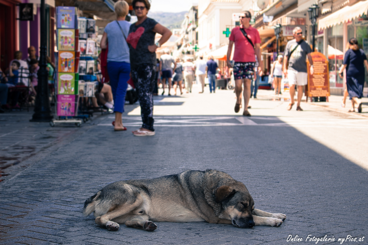 Hunde Hitzewelle 