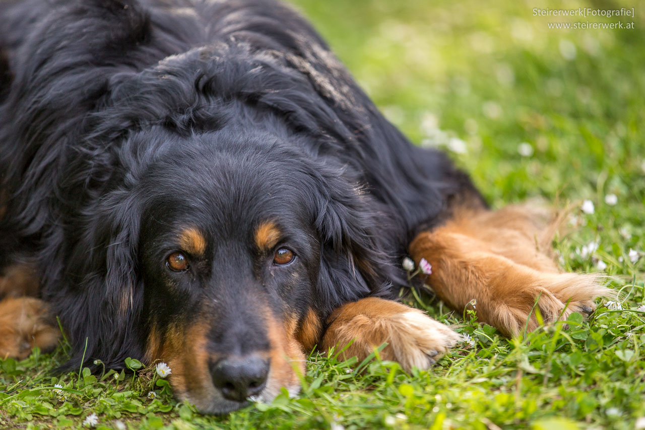 Der Hund ist der beste Freund des Menschen