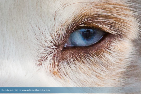 Auge eines Hundes