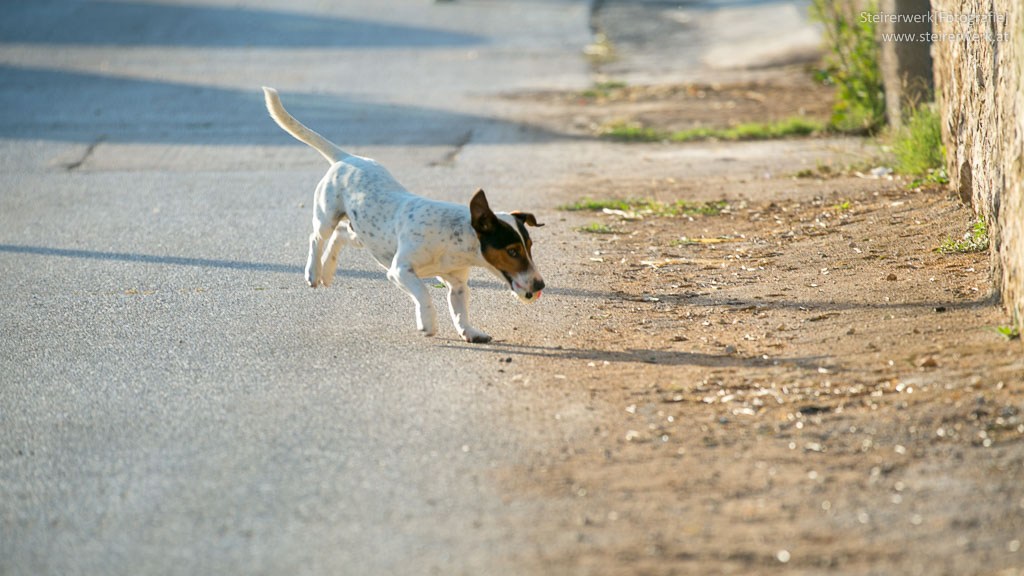 Hund aus dem Ausland kaufen