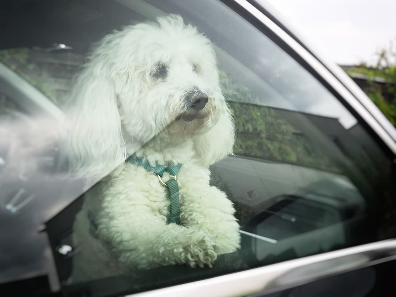 Hund ans Auto gewöhnen