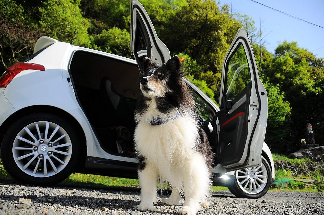 Hundetransport im Auto