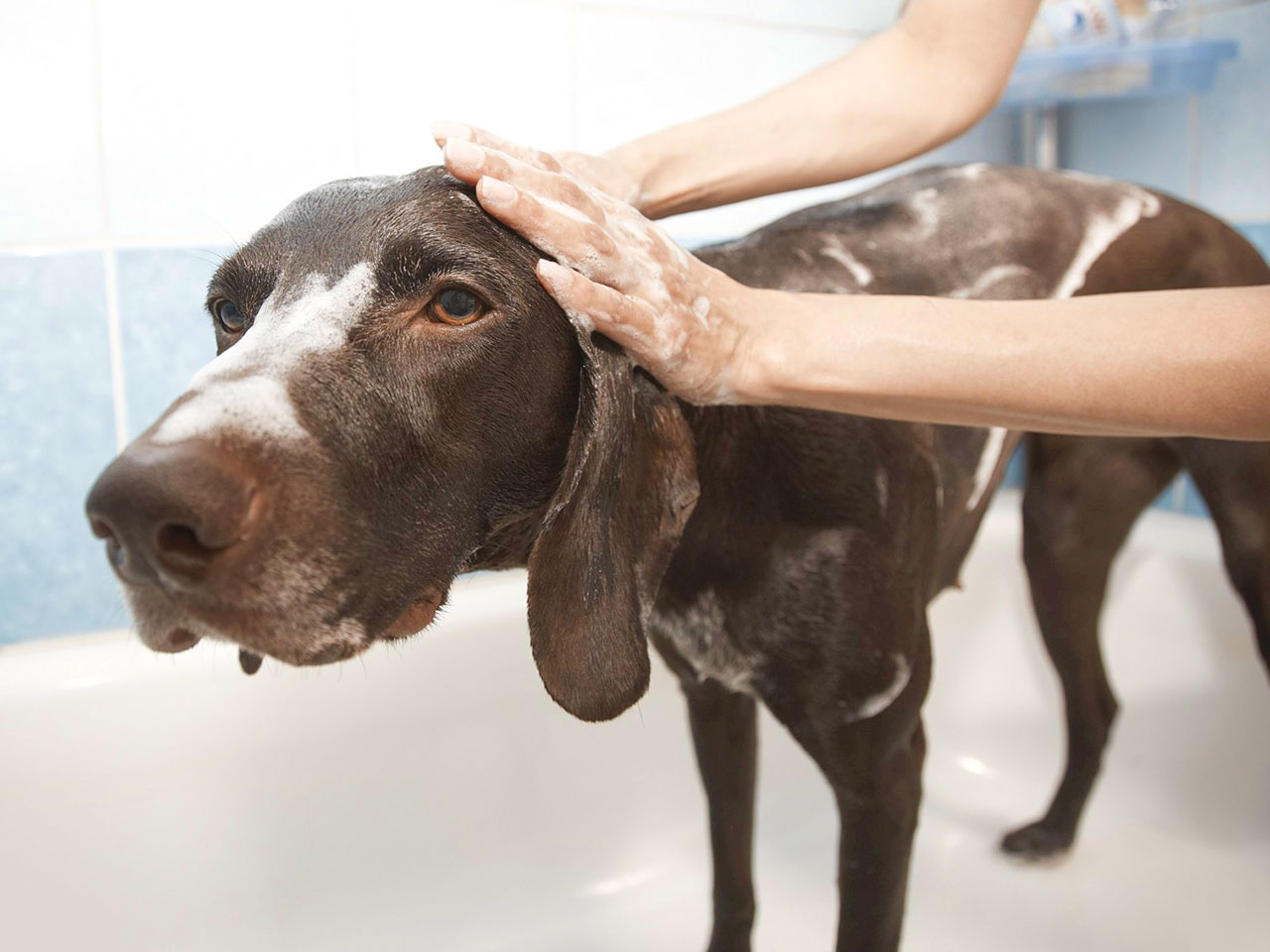 Fellpflege Hund baden