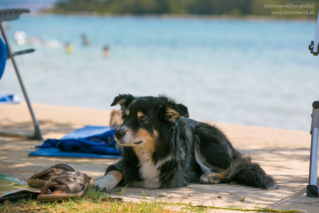 Hund am Strand im Schatten