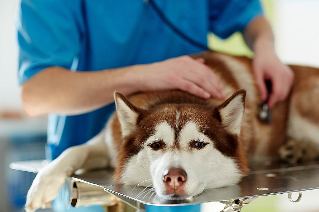 Hund erbrechen Tierarzt