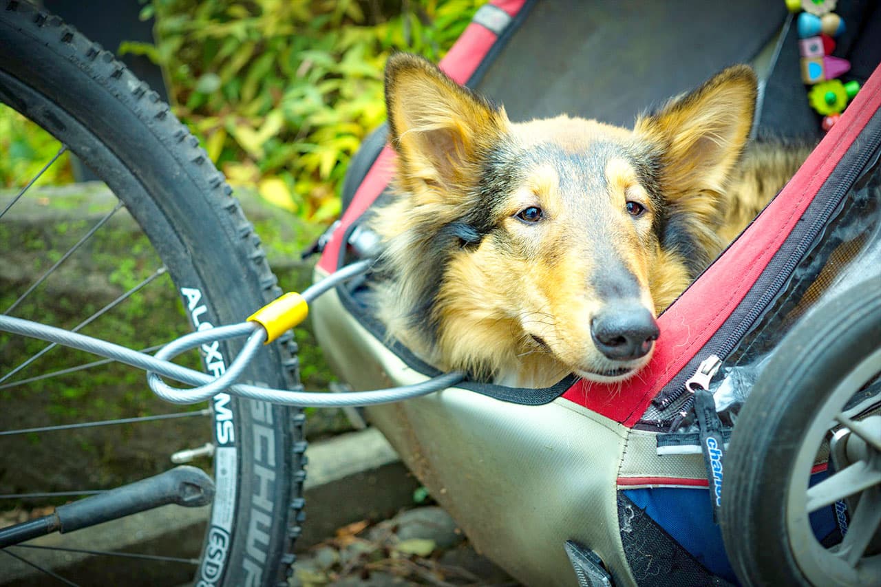 Auf den Hund gekommen 1 - Hunde-Fahrrad-Anhänger selber bauen