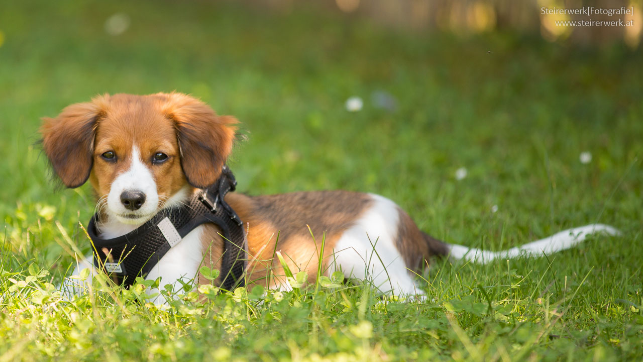 Hund im Garten