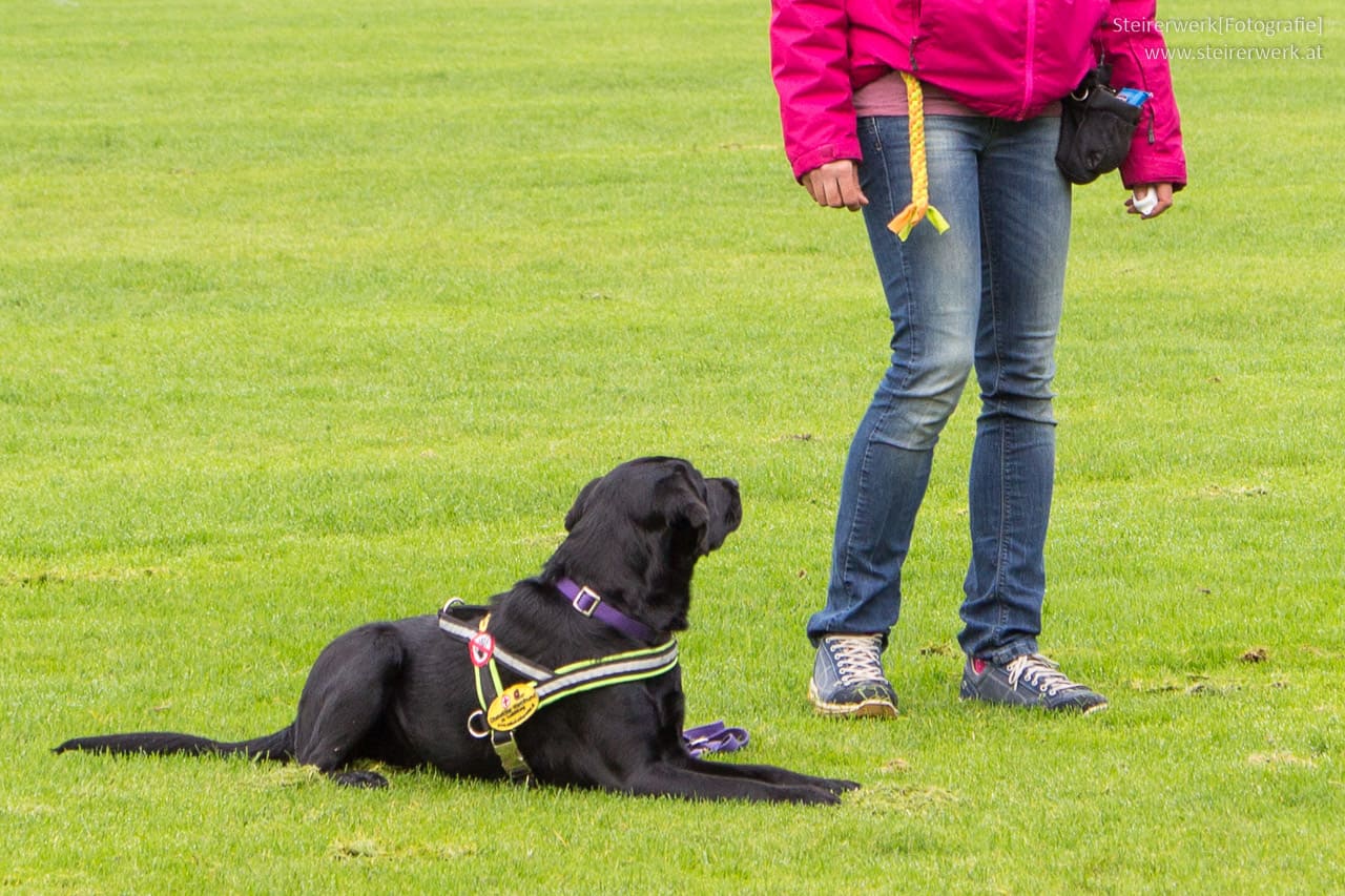 Hund lernt Grundkommando