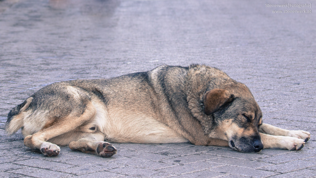 Hund Hitze