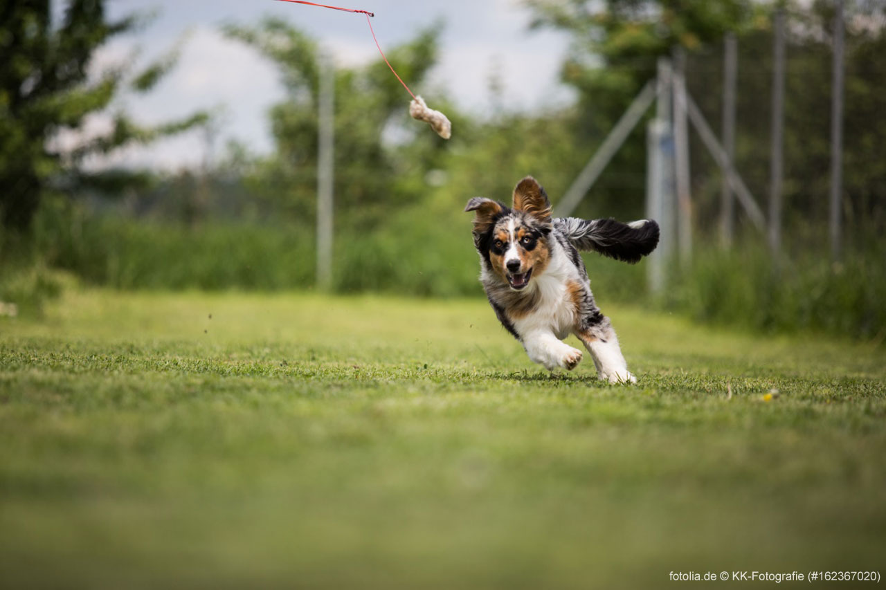 Worauf bei der Wahl der Hundeschule achten?